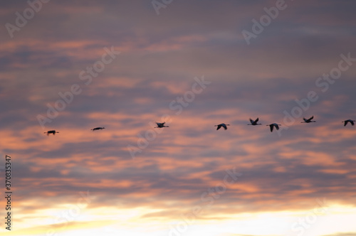 Common cranes Grus grus in flight at dawn. Picture blur to suggest movement. Gallocanta Lagoon Natural Reserve. Aragon. Spain. © Víctor