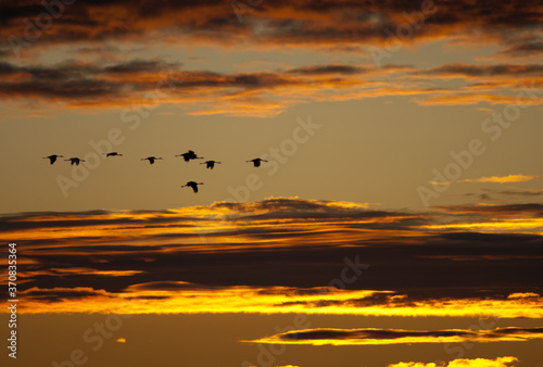 Common cranes Grus grus in flight at dawn. Gallocanta Lagoon Natural Reserve. Aragon. Spain.