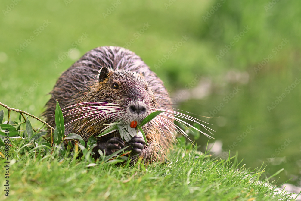 Rodent called 'Myocastor Coypus', commonly known as 'Nutria' eating a plant branch with large yellow teeth. Nutria are an invasive species in Europe originating from South America.