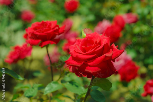 赤色のバラ © satoru