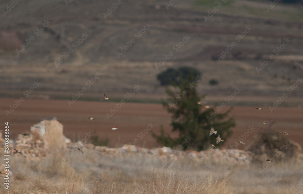 Common linnets (Linnaria cannabina mediterranea), Eurasian tree sparrow (Passer montanus) and European goldfinches (Carduelis carduelis parva) flying. Gallocanta Lagoon Natural Reserve. Aragon. Spain.