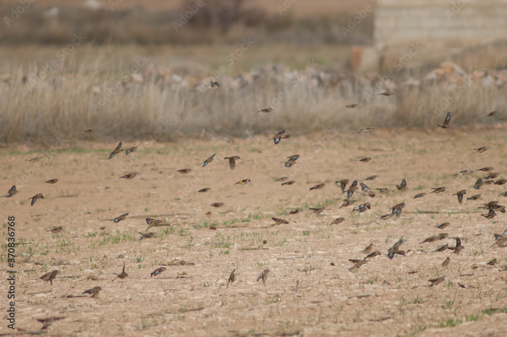Common linnets (Linnaria cannabina mediterranea), European goldfinch (Carduelis carduelis parva) and Eurasian tree sparrow (Passer montanus) flying. Gallocanta Lagoon Natural Reserve. Aragon. Spain.