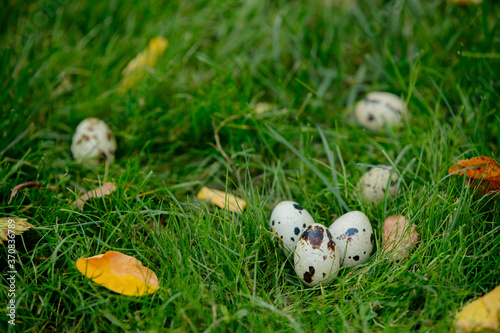 Wallpaper Mural quail eggs on grass in the garden Torontodigital.ca