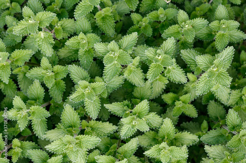 Close up and full frame shot of green leaves of catmint (Nepeta) or catnip.