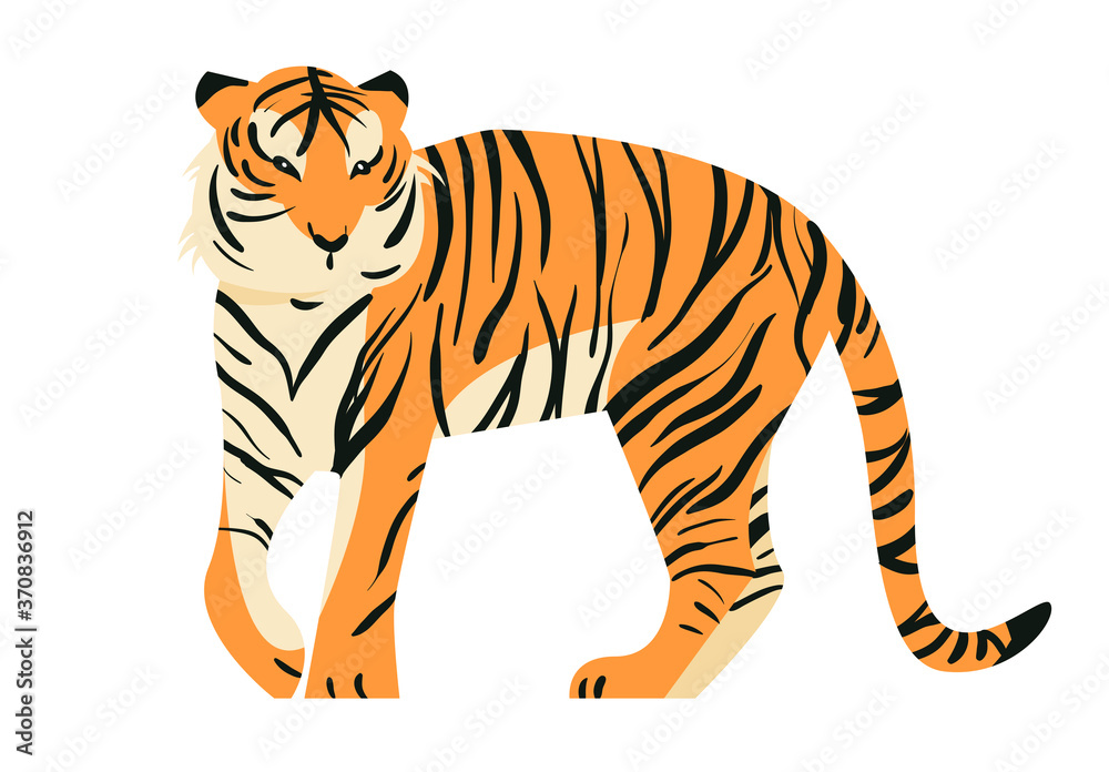 Isolated on white tiger in side view vector illustration. Big tropical cat design element. African feline in flat cartoon style. Isolated on white tiger in side view vector illustration. Big tropical cat design element. African feline in flat cartoon style.