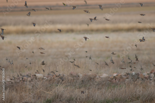 Common linnets  Eurasian tree sparrows and European goldfinch in flight. Gallocanta Lagoon Natural Reserve. Aragon. Spain.