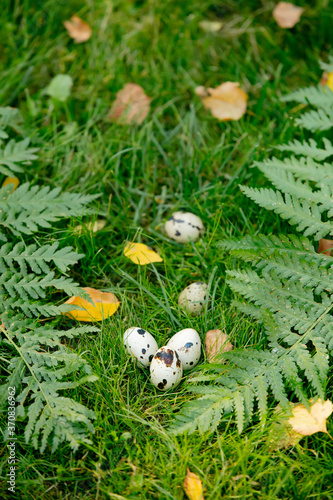 quail eggs on grass in the garden