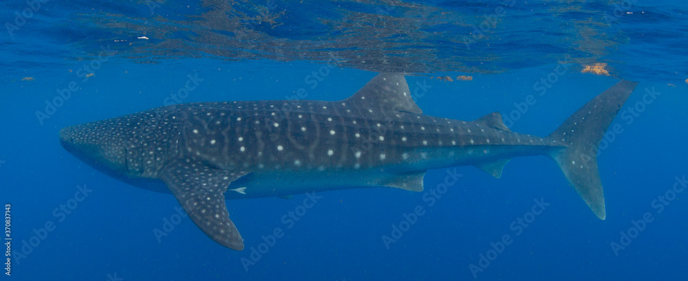 Obraz premium Whale Shark swimming in Mexico