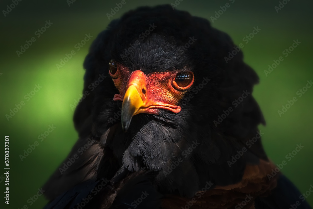 Closeup of head of wild bird Bateleur or Terathopius ecaudatus with black plumage and red facial skin against blurred green nature background Closeup of head of wild bird Bateleur or Terathopius ecaudatus with black plumage and red facial skin against blurred green nature background
