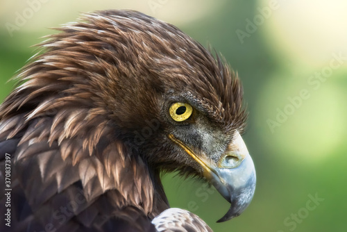 Red-tailed hawk or Buteo jamaicensis raptor bird standing in blurred background in nature