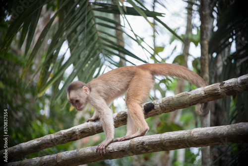 simio, monkey, amazonas