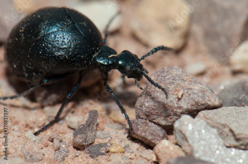 Oil beetle Meloe sp. Gallocanta Lagoon Natural Reserve. Aragon. Spain.