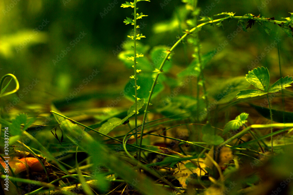 green leaf with water drops green leaf with water drops