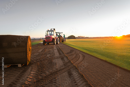 Group of people driving industrial vehicle and laying turf roll on ground during sunset