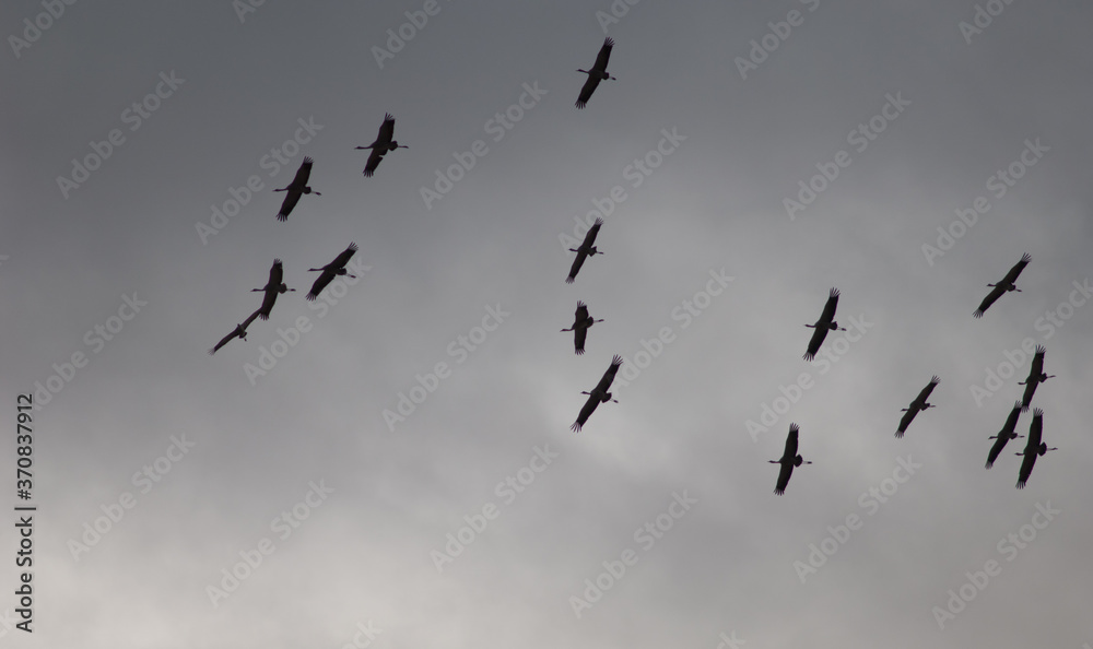 Fototapeta premium Common cranes Grus grus in flight. Gallocanta Lagoon Natural Reserve. Aragon. Spain.