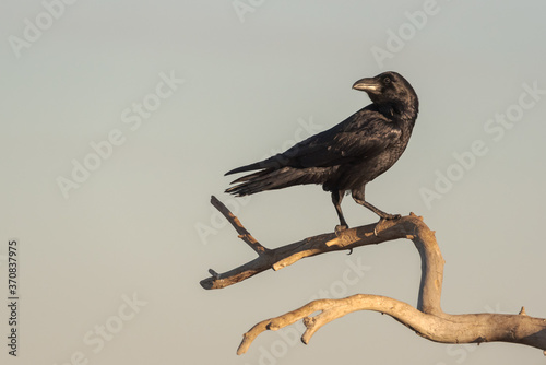 Common raven or Corvus corax wild bird sitting on dry branch of tree against gray sky in nature photo