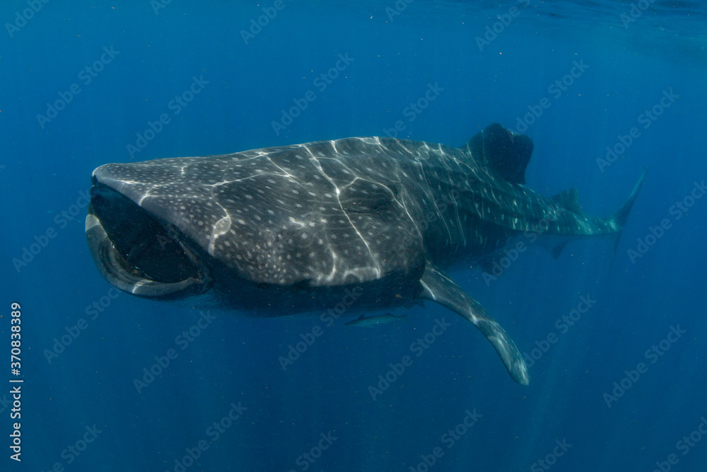 Fototapeta premium Whale Shark swimming in Mexico