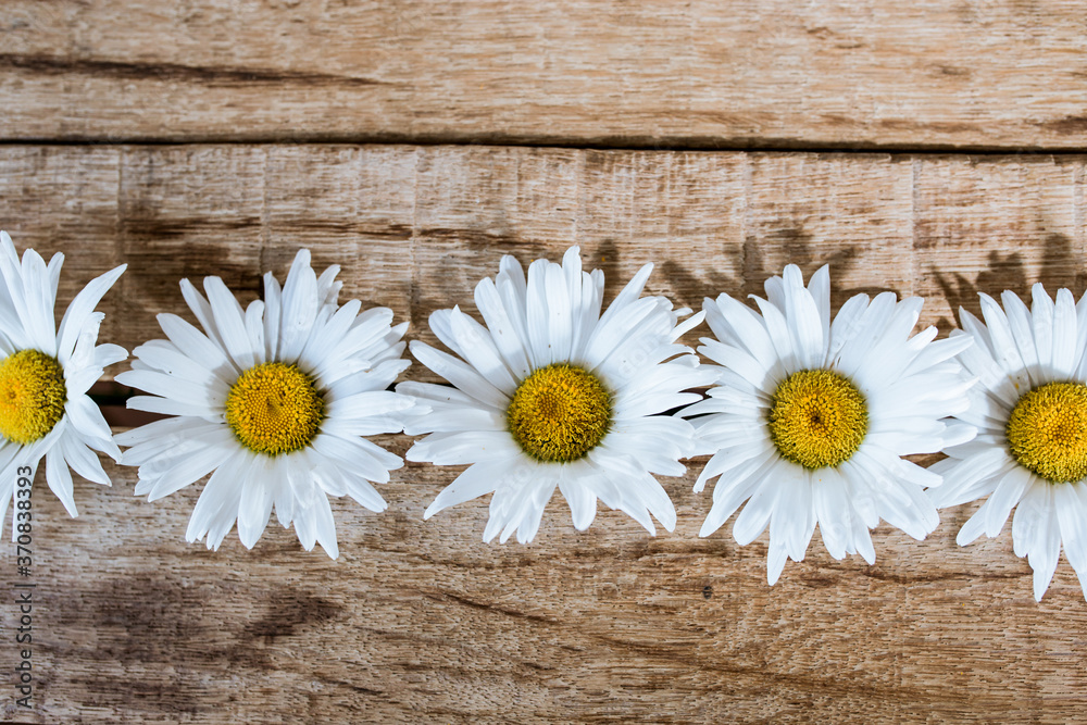 Obraz premium flowers white fortified symmetrically on a wooden table, chamomile