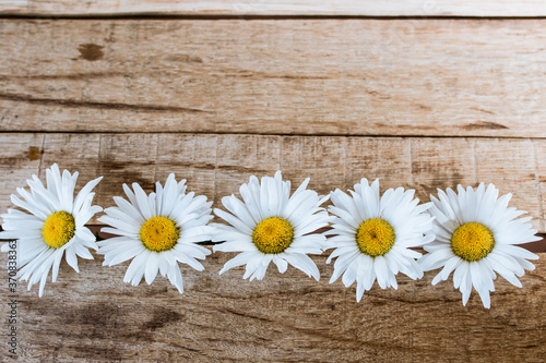 flowers white fortified symmetrically on a wooden table, chamomile