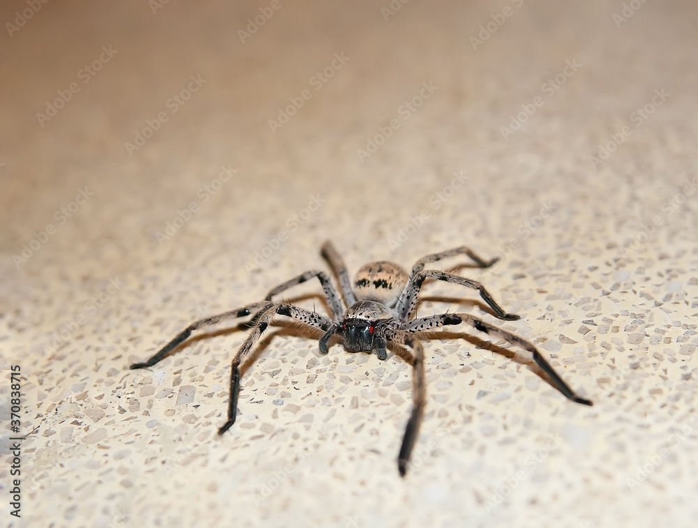 Big red eyed spider in Sri Lanka Big red eyed spider in Sri Lanka