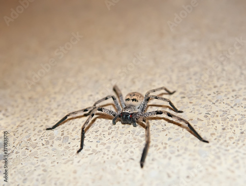 Big red eyed spider in Sri Lanka