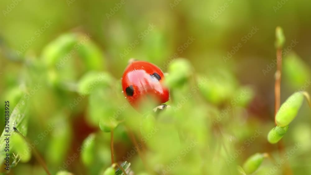 Close-up wildlife of a ladybug in the green grass in the forest Close-up wildlife of a ladybug in the green grass in the forest