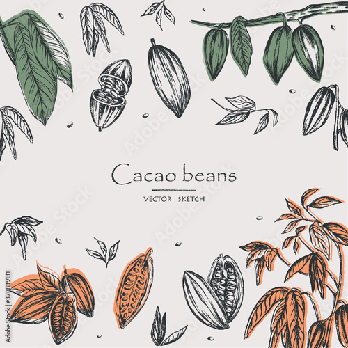 Sketched hand drawn cacao beans, cacao tree leafs and branches. Chalk style vector illustration photo