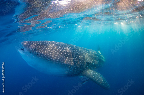 Whale Shark swimming in Mexico © shanemyersphoto
