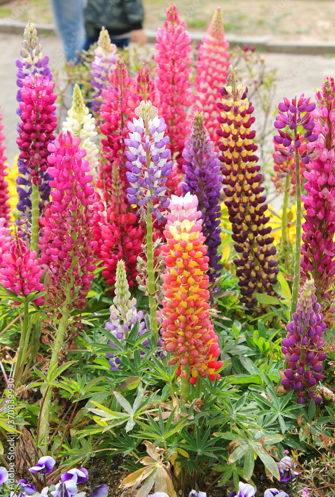 Blooming Lupine flowers - Lupinus polyphyllus - garden or fodder plant Blooming Lupine flowers - Lupinus polyphyllus - garden or fodder plant