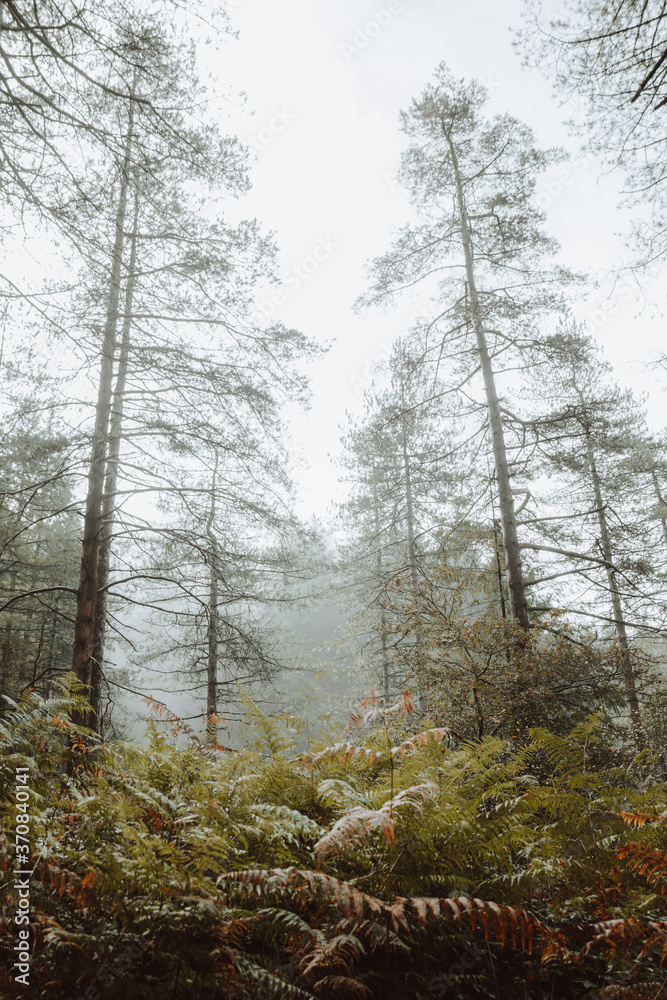Tranquil landscape of tall trees and green fern in misty morning in woods of Biscay Tranquil landscape of tall trees and green fern in misty morning in woods of Biscay