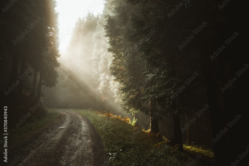 Picturesque scenery of woods with sandy pathway surrounded by coniferous trees on gloomy day with the first rays of sun through fog in Biscay