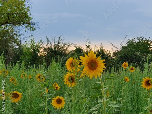 Sonnenblumen Feld Natur und Sch  nheit
