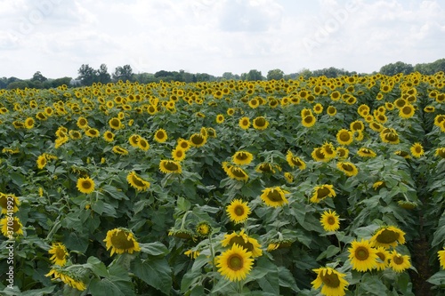 field of sunflowers