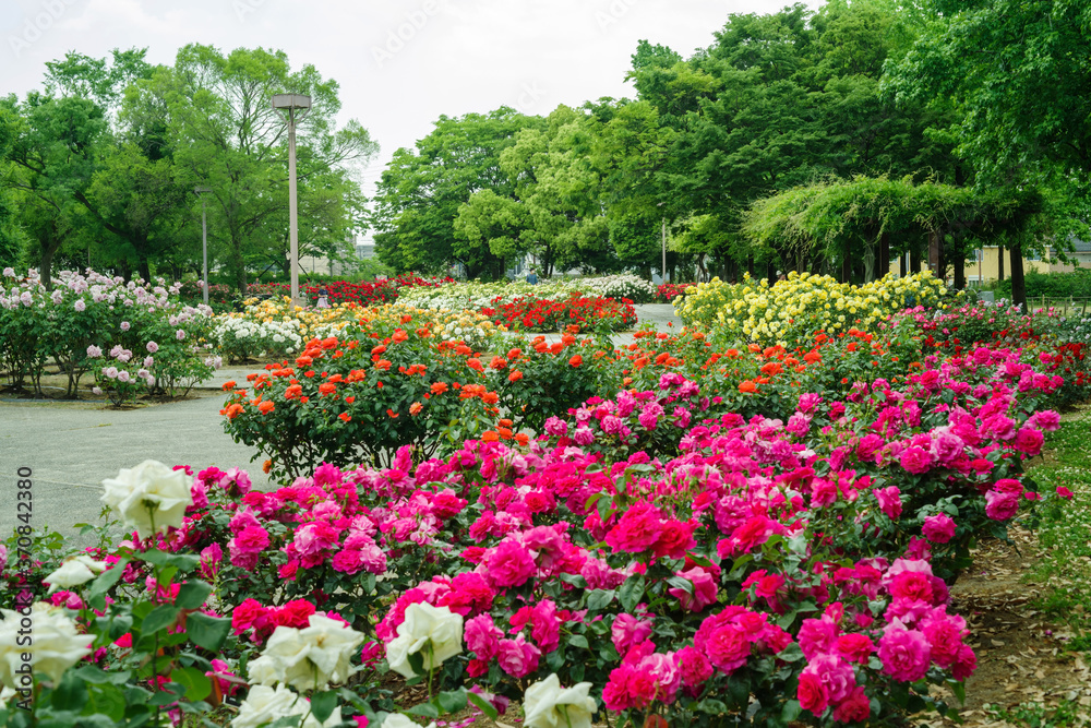 バラの咲く公園の風景・尼崎市立農業公園