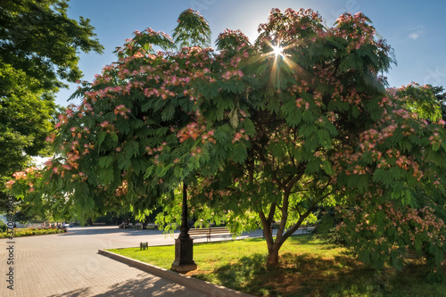 Albizia julibrissin blooms in Sevastopol with fluffy bright pink flowers. Primorsky Boulevard in Sevastopol  Crimea.