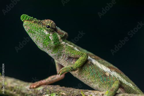 Side view closeup of amazing chameleon sitting on mossy twig on black background. Calumma fallax photo