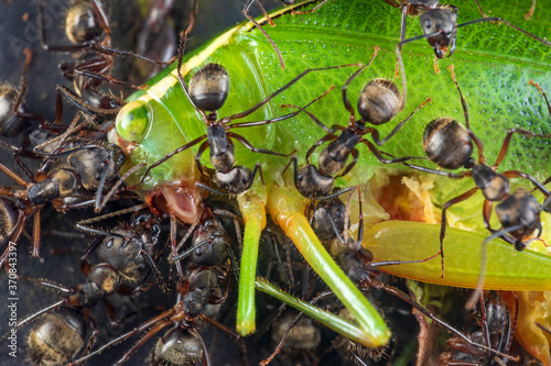 Closeup of group of ants eating or moving dead big green cricket in nature photo