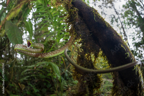 Low angle of Ahaetulla nasuta hissing angrily while hanging from mossy tree in woods photo