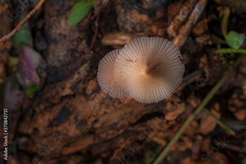 From above of small saprotrophic mushrooms Parasola plicatilis with plicate cap growing in forest photo