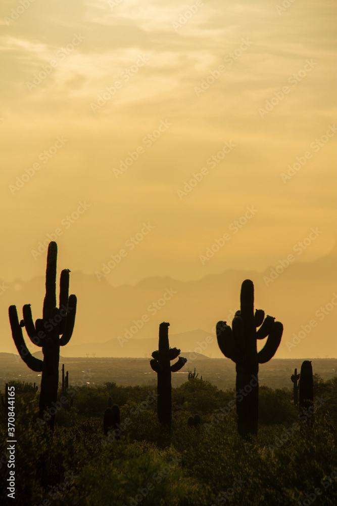 Morning sky over the Sonoran Desert of Arizona with saguaro cacti in the foreground.