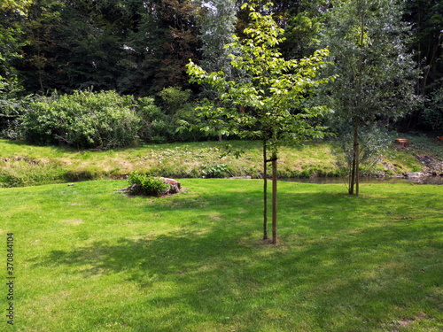 Junge Bäume auf grünem Rasen im Sommer bei Sonnenschein im Kurpark an der Salze in Bad Salzuflen bei Herford im Kreis Lippe in Ostwestfalen-Lippe photo