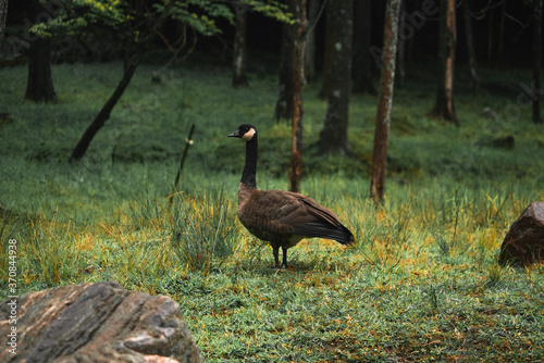 Side view of Branta canadensis bird standing on meadow in woods on gloomy day photo