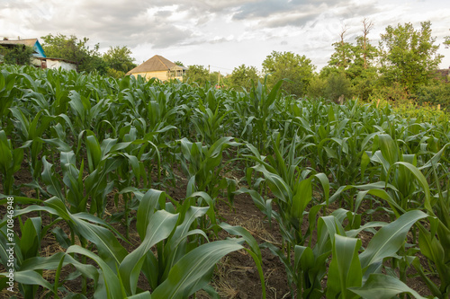 Corn field in the yard  in the process of growing