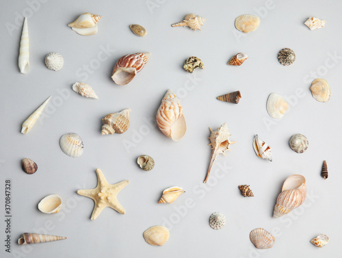 Different beautiful sea shells on light grey background, flat lay
