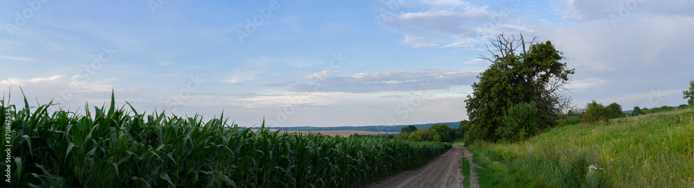 Corn field along old country road at sunset on Ukraine countryside