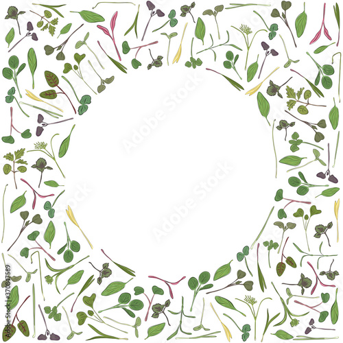 Vector round frame with microgreen. Herbs - pea, sunflower, onion, corn, basil, china rose, spinach, fennel, sorrel, collard, dill, salad burnet, kohlabi, barley, tatsoi on a white background.