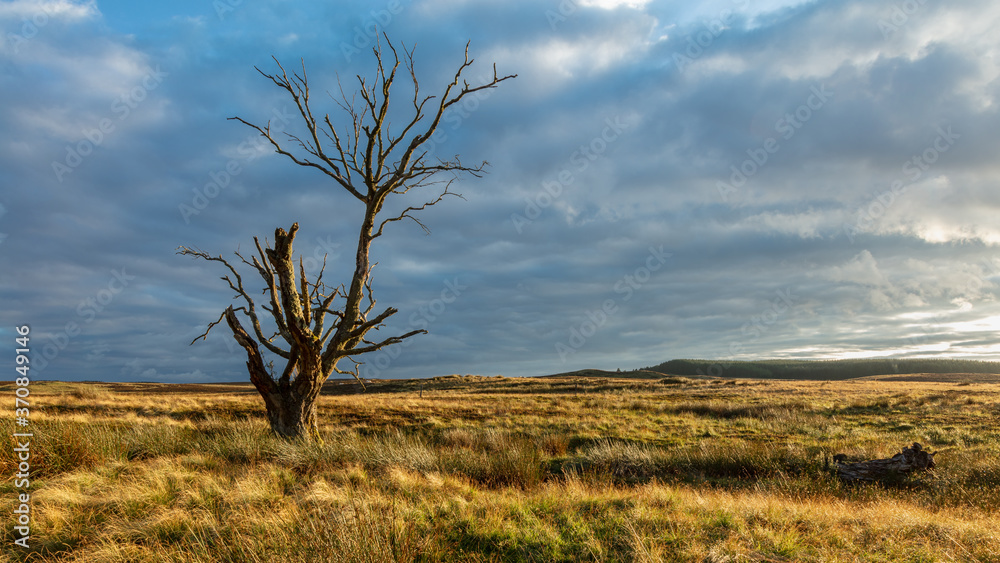 Dead tree on Longframlington Moor in the county of Northumberland, England, UK. Dead tree on Longframlington Moor in the county of Northumberland, England, UK.