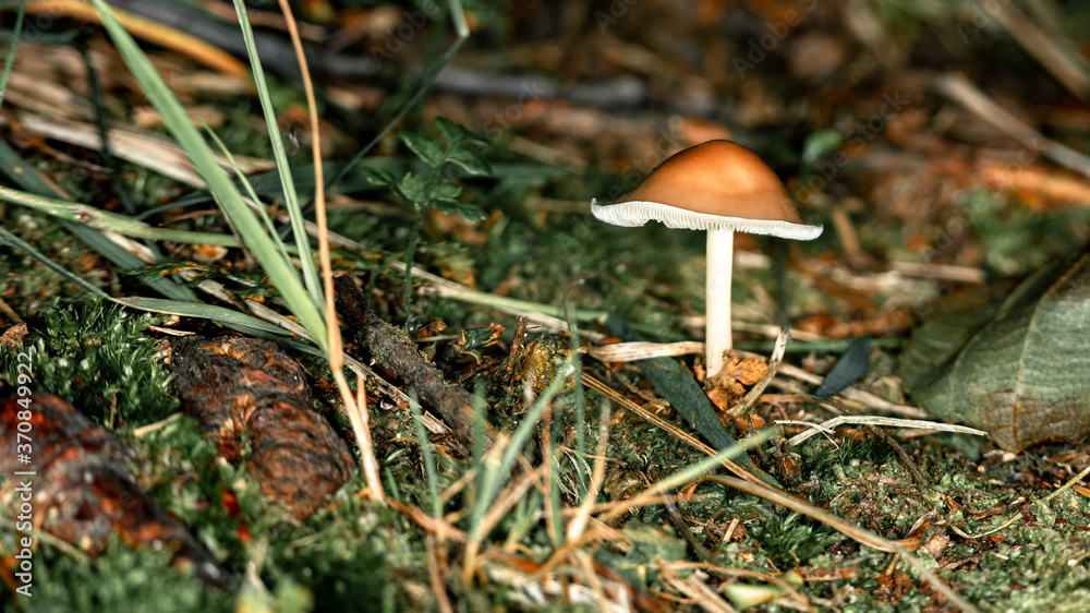 A small mushroom among moss in the forest. Forest landscape, macro photography. A small mushroom among moss in the forest. Forest landscape, macro photography.