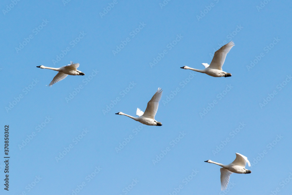 flock of  migrating mute swans in flight