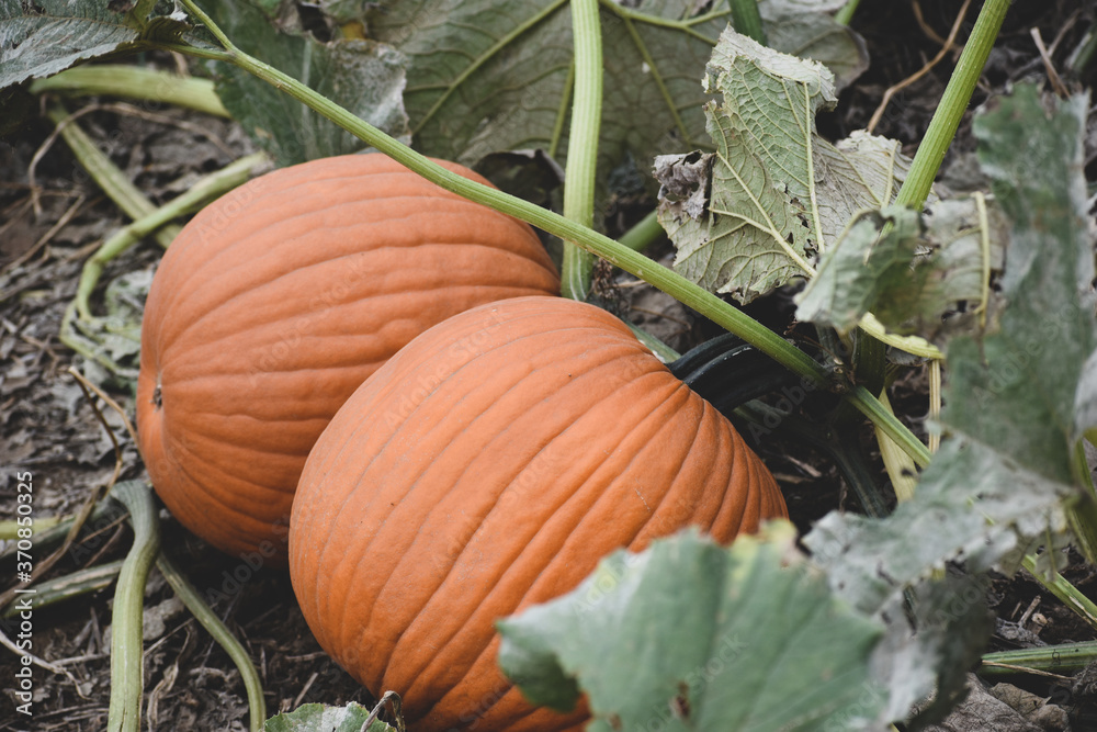 Obraz premium pumpkin in the field